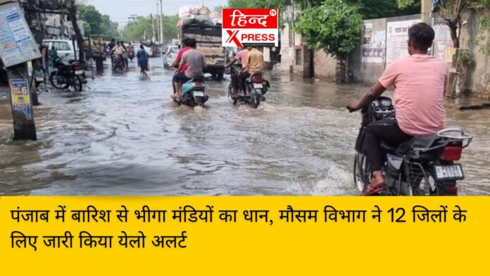 पंजाब में बारिश से भीगा मंडियों का धान, मौसम विभाग ने 12 जिलों के लिए जारी किया येलो अलर्ट