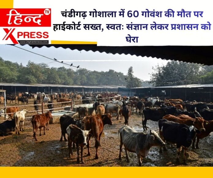 चंडीगढ़ गोशाला में 60 गोवंश की मौत पर हाईकोर्ट सख्त, स्वतः संज्ञान लेकर प्रशासन को घेरा